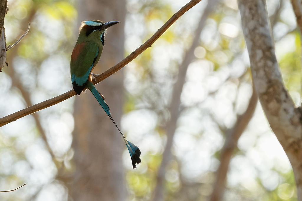 Centro Ecoturistico Flor De Pochote El Pochote Εξωτερικό φωτογραφία